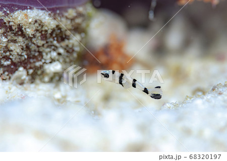 アジアコショウダイの幼魚の写真素材 6197