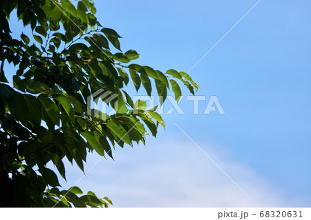 青空と枝・葉・夏・さわやか 68320631