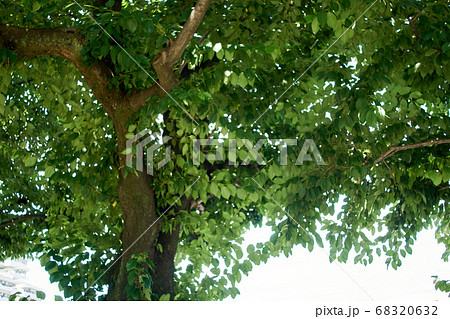 桜の木 幹 夏の写真素材 6632