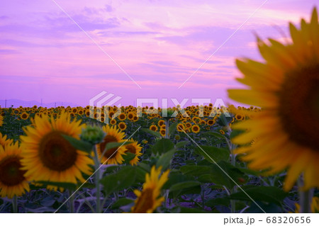 夕暮れのひまわり畑 夕暮れのひまわり畑 68320656
