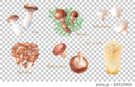 各種美味的蘑菇。水彩插圖。 68320968