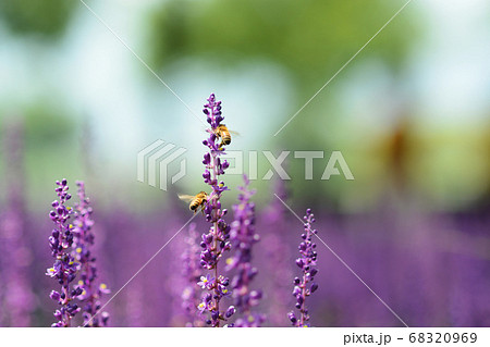 昆虫 花 植物 68320969