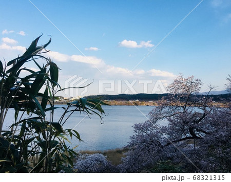 春 植物 鏡浦台 68321315