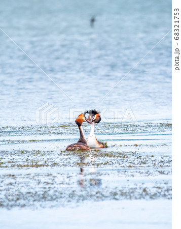 Two Great Crested Grebes swim in the lake 68321753