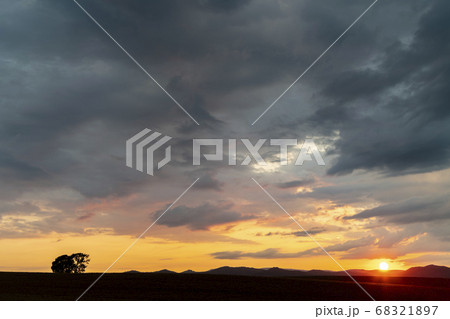 夕焼けの美瑛 親子の木 夕焼けの美瑛 親子の木 68321897