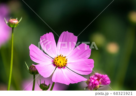 Beautiful purple Cosmos flower on green blured background 68321921