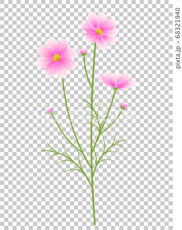 Illustration of pink cosmos 68321940