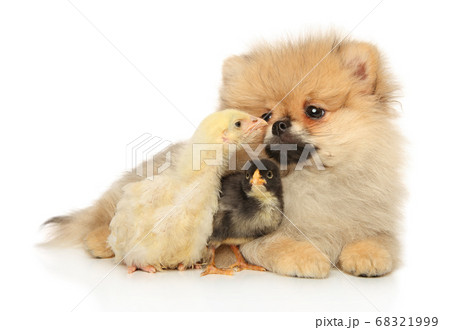 Pomeranian and two chickens 68321999