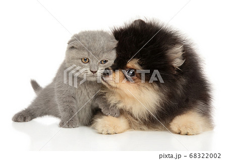 Scottish fold and Pomeranian puppy together 68322002