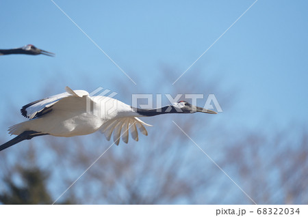 空飛ぶタンチョウ(北海道・鶴居) 空飛ぶタンチョウ(北海道・鶴居) 68322034