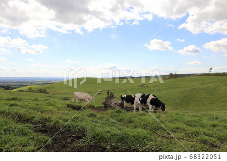 北海道　上士幌　ナイタイ高原牧場　かわいい牛 68322051