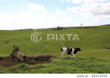 北海道　上士幌　ナイタイ高原牧場　かわいい牛 68322056