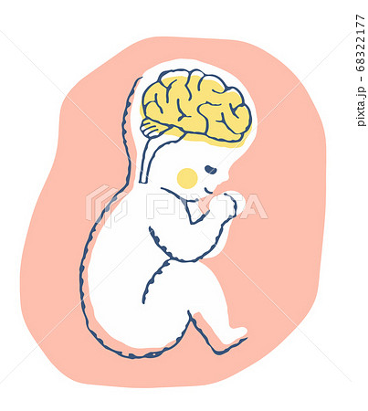胎児の脳のイラスト素材