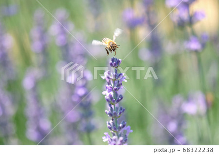 香る風と軽快な羽音　ラベンダー畑に来たミツバチ 68322238