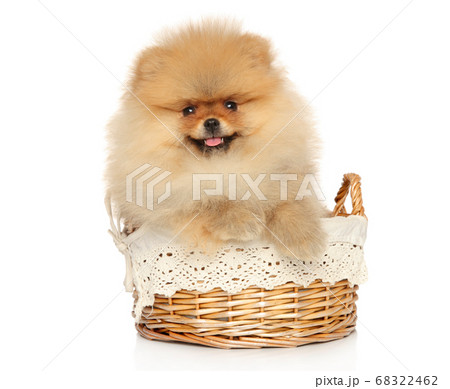 Pomeranian Spitz puppy in wicker basket 68322462