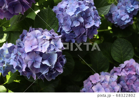 6月梅雨の花　紫陽花 68322802