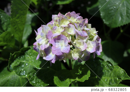 6月梅雨の花　紫陽花 68322805