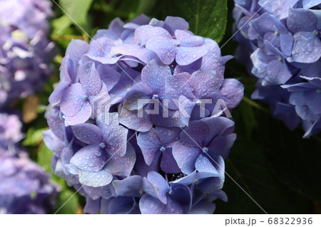6月梅雨の花 紫陽花 6月梅雨の花 紫陽花 68322936