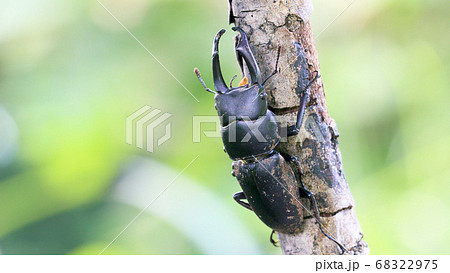 ヤナギの枝にとまるコクワガタのオス 68322975