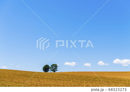 青空と白い雲と美瑛の親子の木 68323273