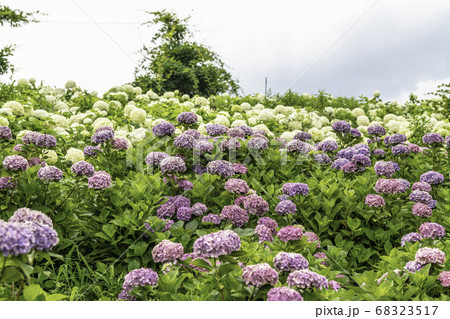 かざはやの里 あじさいまつり かざはやの里 あじさいまつり 68323517