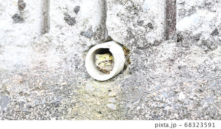 二ホンアマガエル　擬態 68323591