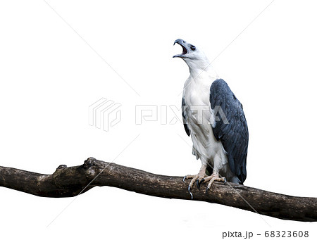 White bellied sea eagle roaring White bellied sea eagle roaring 68323608