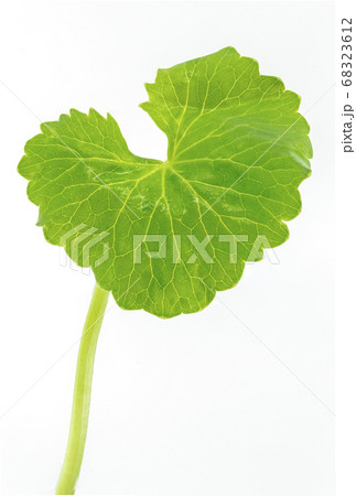 Centella asiatica Urban Centella asiatica Urban 68323612