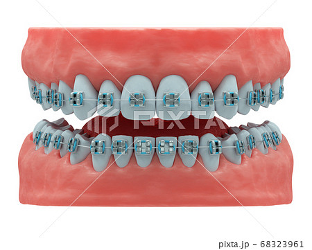 Realistic human jaws with healthy teeth 68323961