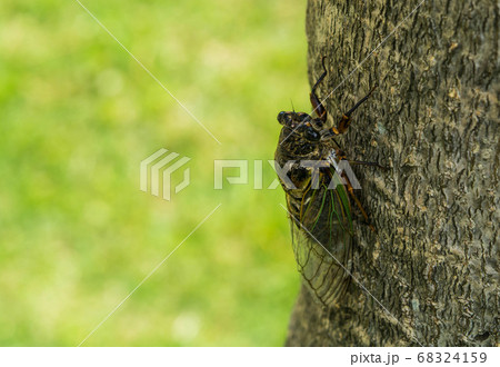 クマゼミ 68324159