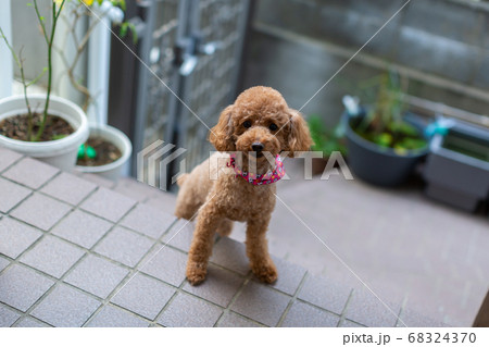 トイプードル レッドの写真素材