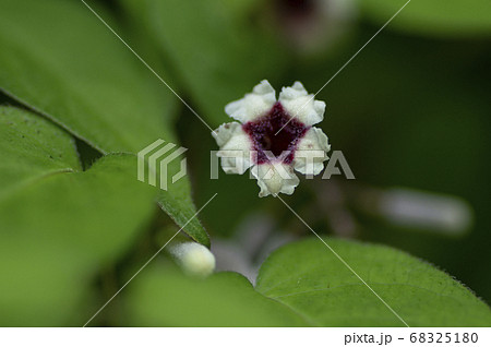 サオトメカズラの花の写真素材