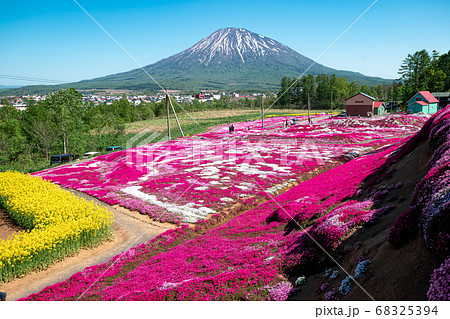 ニセコの芝桜 北海道倶知安町の観光イメージの写真素材