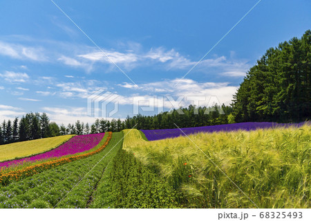 初夏の富良野 ラベンダー畑 ファーム富田 彩の畑の写真素材