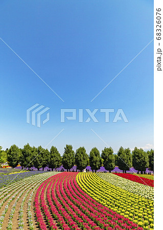 初夏の富良野 ラベンダー畑 ファーム富田 春の彩の畑 秋の彩の畑 初夏の富良野 ラベンダー畑 ファーム富田 春の彩の畑 秋の彩の畑 68326076