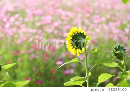 Sunflower field rear view with pink bokeh at outdoor Sunflower field rear view with pink bokeh at outdoor 68326100