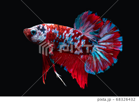 Fancy Siamese fighting fish. Fancy Siamese fighting fish. 68326432