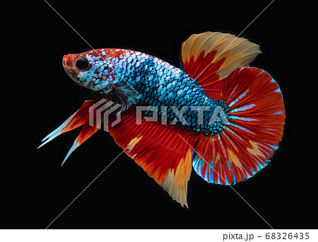 Fancy Siamese fighting fish. Fancy Siamese fighting fish. 68326435