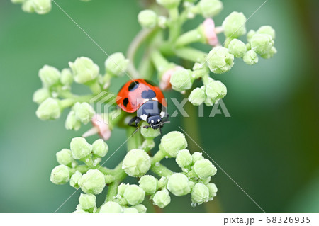 ナナホシテントウ 68326935