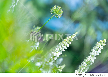 植物 68327175