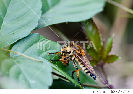 シオヤアブ 68327218