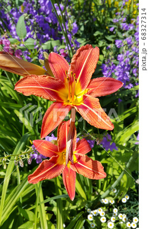 Beautiful bright day-lily and and other flowers Beautiful bright day-lily and and other flowers 68327314