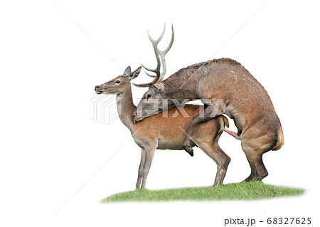 Red deer stag and hind copulating during rutting season isolated on white 68327625