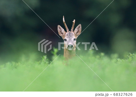Roe deer peeping from grass in summertime nature. 68327626