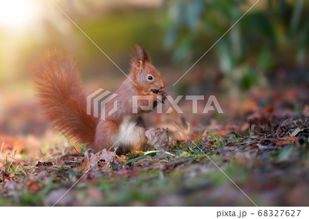 Little red squirrel biting nut in forest in sun light. 68327627