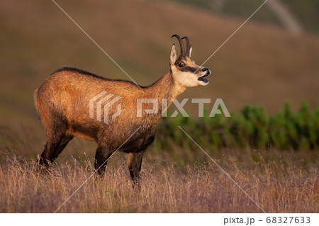 Tatra chamois bleating on meadow in summer nature. 68327633