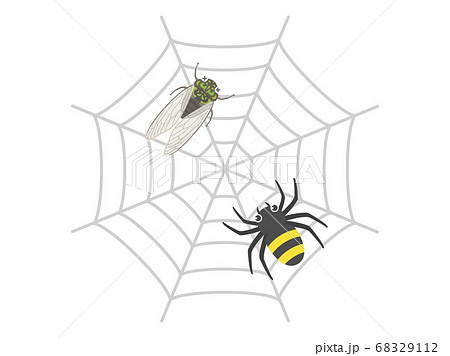 蜘蛛の巣にかかったセミのイラストのイラスト素材