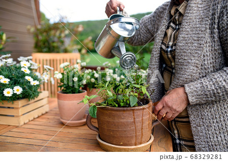 Unrecognizable senior woman gardening on balcony in summer, watering plants. Unrecognizable senior woman gardening on balcony in summer, watering plants. 68329281