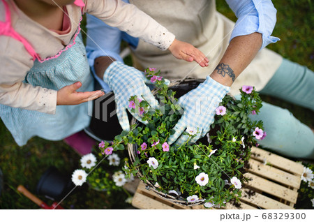 Top view of senior grandmother with small granddaughter gardening outdoors in summer. 68329300