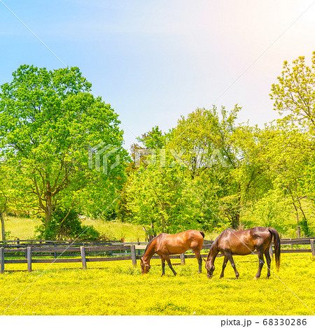 Bluegrass horse farm Bluegrass horse farm 68330286